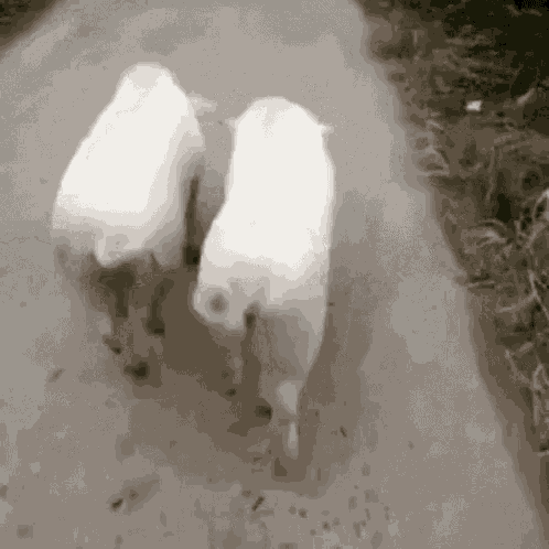 Pig Walk GIF - Pig Walk Dance GIFs