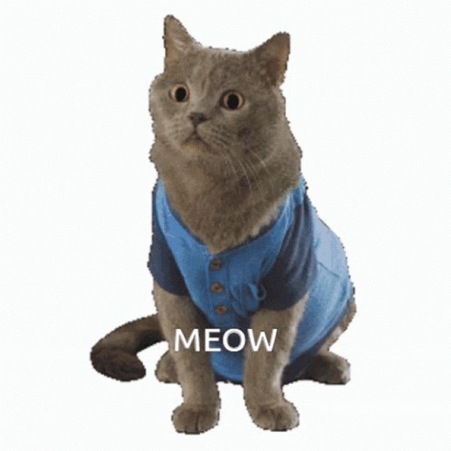 Cats Doge GIF