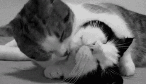 two cats are laying on top of each other on the floor .