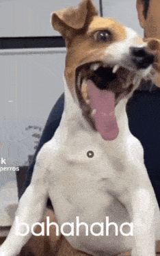 a brown and white dog with its tongue hanging out is being held by a man and says ' bahaha ' at the top