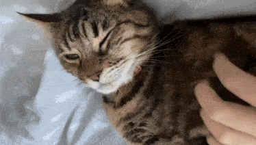 a close up of a cat laying on a bed with a person petting it .