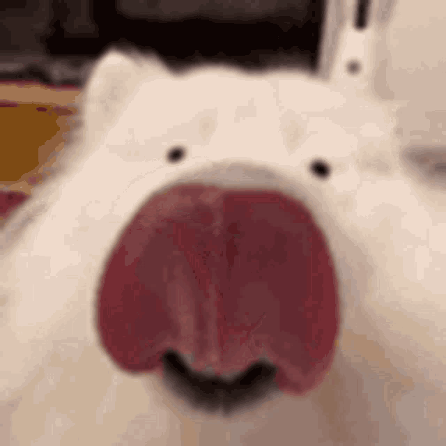 a close up of a white dog with a red tongue sticking out of its mouth .