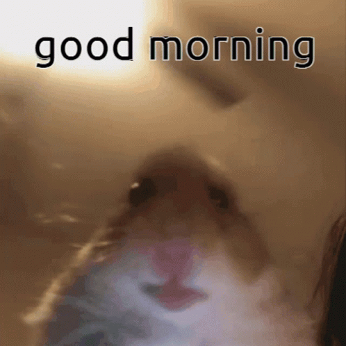 Good Morning Hamster GIF - Good Morning Hamster GIFs