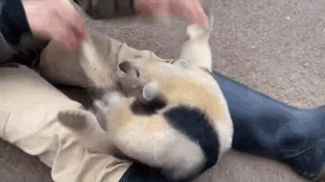 a small animal is laying on a person 's leg and being petted .