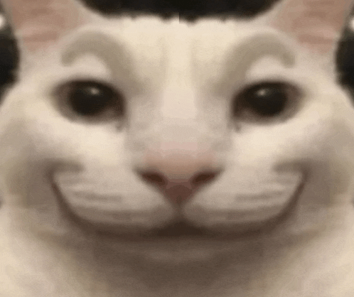 a close up of a white cat 's face with a smiling face .