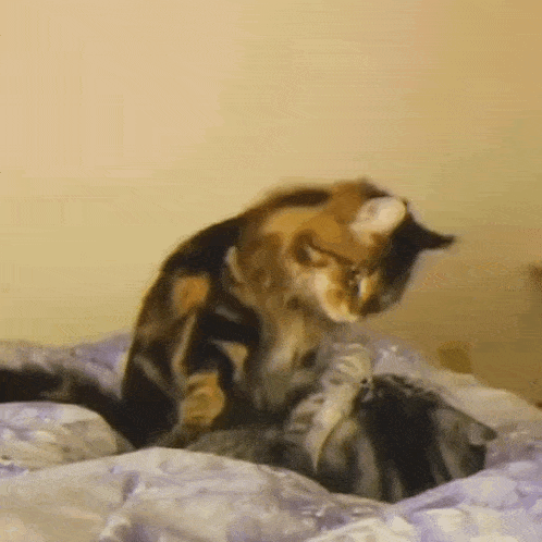 a cat is laying on a bed with a purple comforter .