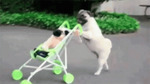 Pug Stroller GIF - Pug Stroller Cute Pug GIFs