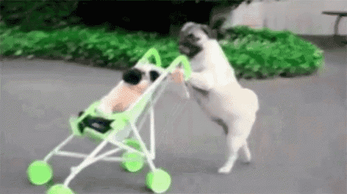 two pug dogs are pushing a green stroller with a baby in it .
