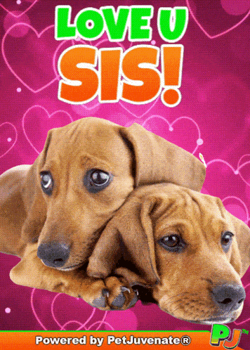 a poster that says love u sis with two dachshunds