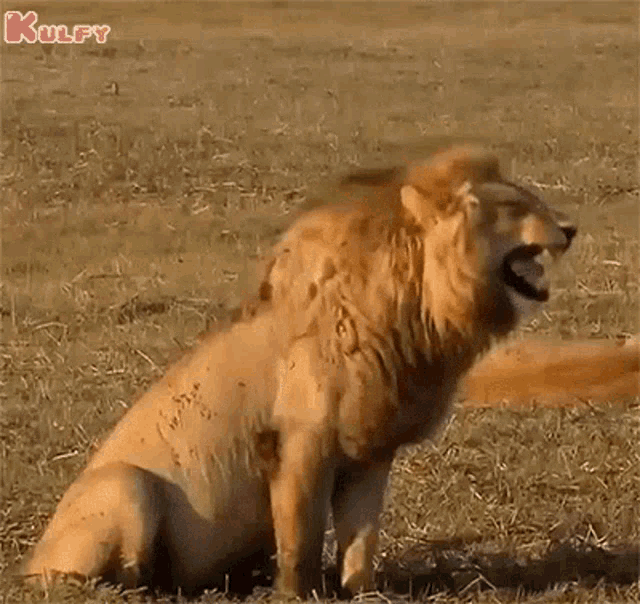 Laughing Lion Lion GIF - Laughing Lion Lion Laugh GIFs