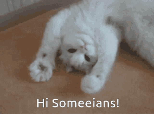 a white cat laying on its back with the words hi someeians written above it