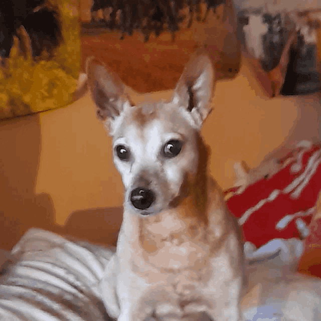 a small dog laying on a bed with a painting of horses in the background