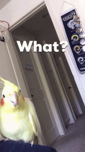 Birb Is Confused Confused Birb GIF