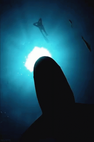 Shark Underwater GIF - Shark Underwater Blue GIFs