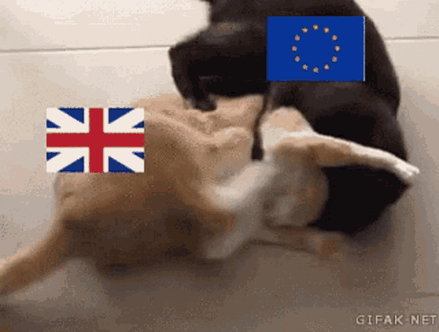 two dogs playing with a british flag and a european flag on the floor