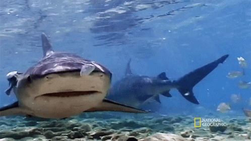 Jaws How To Identify A Bull Shark GIF - Jaws How To Identify A Bull Shark Raging Bull Shark GIFs
