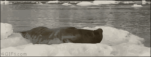 Lazy Seal GIF - Lazy Seal Awkward GIFs