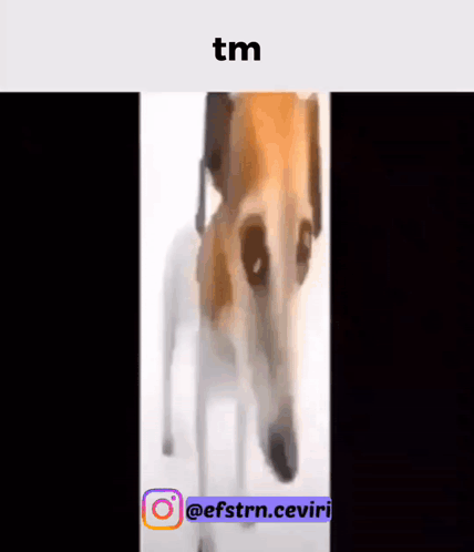 Tm Tmm GIF - Tm Tmm Dog GIFs
