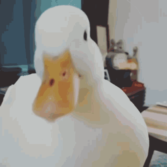 Duck Funny Pets GIF