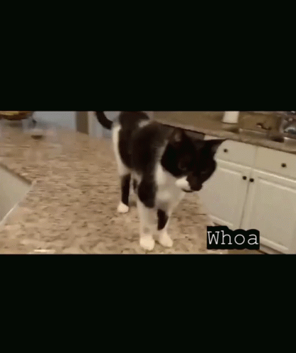 Whoa Cat GIF - Whoa Cat Gotta GIFs