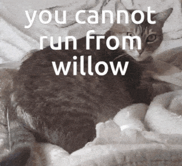 Willow Cat GIF - Willow Cat Sleeping Cat GIFs