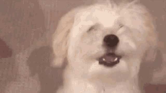 a small white dog is making a funny face and looking at the camera .