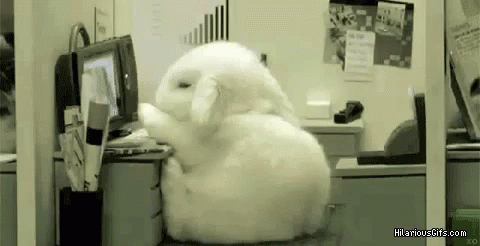 Bunny Rabbit GIF - Bunny Rabbit Working GIFs