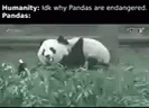 Panda Endangered GIF - Panda Endangered GIFs