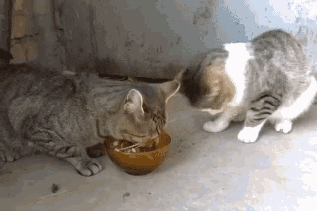 Can2cats Eat From The Same Bowl GIF - Can2cats Eat From The Same Bowl GIFs