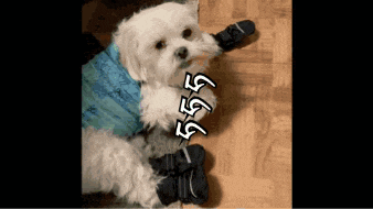 a small white dog wearing a blue sweater and black boots