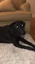 Nope Black Dog GIF - Nope No Black Dog GIFs