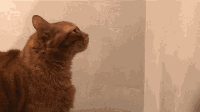 a cat is looking up at something on a white wall