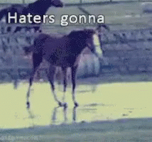 Haters Gonna Hate Horse GIF - Haters Gonna Hate Horse Fumble GIFs