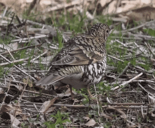 a small bird is standing in the grass with its wings outstretched