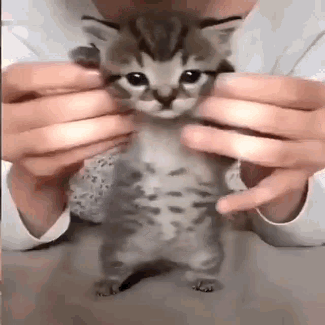 a person is holding a small kitten in their hands and it is looking at the camera .