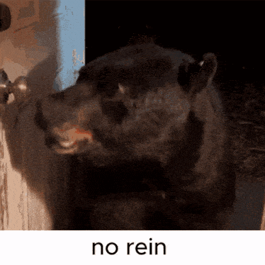 a bear standing in front of a door that says no rein on the bottom