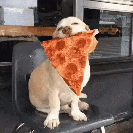 Eu Amo Pizza GIF - Dog Pizza Pizza Is Life GIFs
