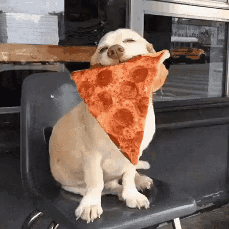 a dog is sitting on a chair eating a slice of pizza .