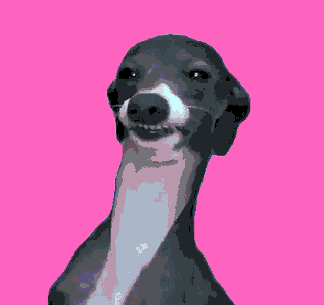 a gray and white dog with a long neck is smiling on a blue background