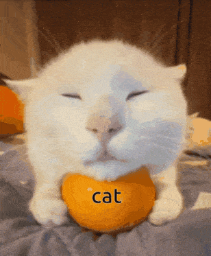 a cat with its eyes closed is holding an orange with the word cat on it