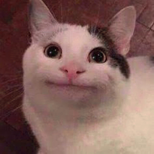 Beluga Cat Meme GIF