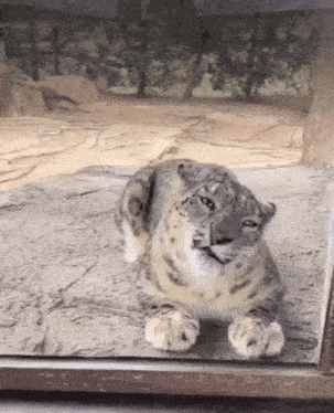 a snow leopard is laying on the ground looking out of a window