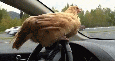 Traffic Chicken GIF - Traffic Chicken Driving GIFs