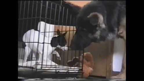 Dog Helps His Friend Escape From Jail GIF - Dog Pets Animals GIFs