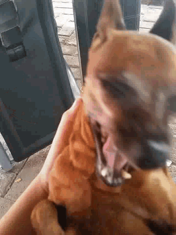 a close up of a person holding a brown dog with its mouth open