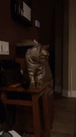Draper Cat Cat GIF - Draper Cat Cat Excuse Me GIFs