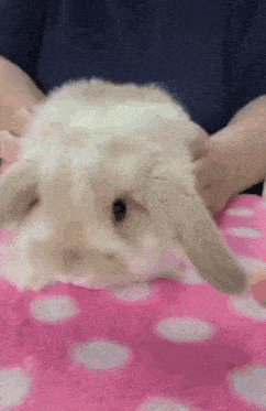 a person is holding a rabbit on a pink blanket .