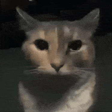 a close up of a cat 's face with a blurred background .
