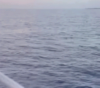 a silhouette of a dolphin jumping in the air