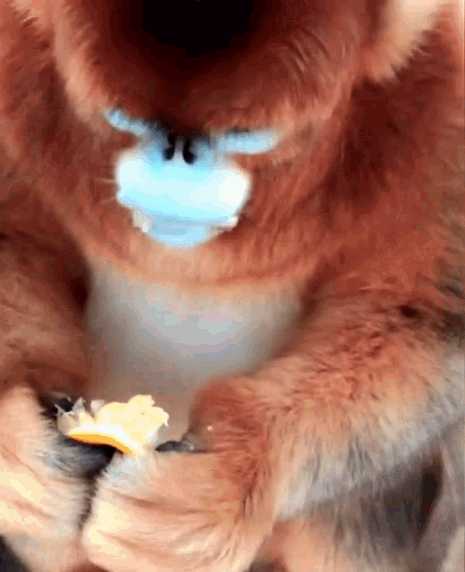 Golden Snub Nosed Monkey Eating An Orange GIF - Golden Snub Nosed Monkey Eating An Orange Chewing Food GIFs